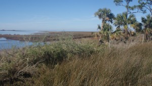 Along the shores of Florida's St. Joseph Bay, where the Coastal Barrier Resources System helps to protect the area from unwise development while also saving taxpayer money.